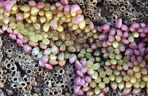 Dogwhelk eggs {Nucella lapillus} UK