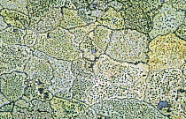 Map lichen on gravestone {Rhizocarpon geographicum} UK