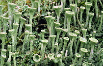 Close up of cups of Lichen {Cladonia fimbriata} UK
