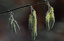 Hazel catkins {Corylus avellana} with spiders web. UK