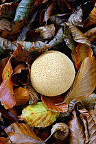 Common earthball fungus among leaf litter {Scleroderma citrinum} UK