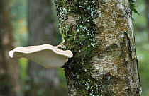 Birch bracket fungus {Piptoporous betulinus} UK