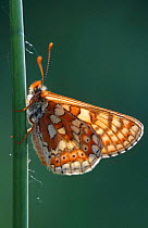 Marsh fritillary butterfly {Euphydryas aurinia} UK