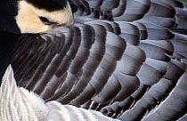 Close up of Barnacle goose with head tucked under wing feathers {Branta leucopsis} UK