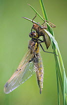Four spotted libellula hatching from nymph case. Sequence 5/5 {Libellula quadrimaculata} UK