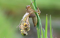 Four spotted libellula hatching from nymph case. Sequence 3/5 {Libellula quadrimaculata} UK