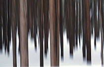Abstract of Lodgepole pine tree trunks {Pinus contorta latifolia} Yellowstone NP, USA