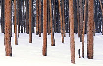 Lodgepole pine tree trunks {Pinus contorta latifolia} Yellowstone NP, Wyoming, USA
