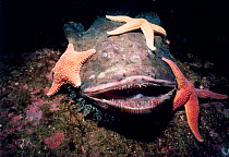 Dead Goosefish being scavenged by Horse stars + Northern sea stars. Atlantic