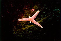 Northern sea star {Asterias vulgaris} regenerates lost arms, Atlantic, USA