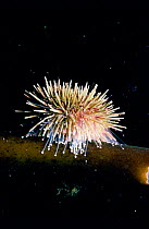Green Sea Urchin {Stronglyocentrotus droebachiensiss} feeding
