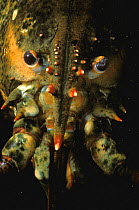 Close-up of head of Northern Lobster {Homarus americanus} Atlantic, USA