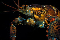 Portrait of Northern Lobster {Homarus americanus} Atlantic, USA