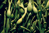 Close-up of Bladder wrack seaweed {Fucus vesiculosus} Atlantic, USA