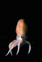 Common atlantic octopus {Octopus vulgaris} parachuting down, Atlantic, USA