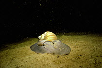 Northern moon snail {Lunathia heros} scavenging on seabed at night, Atlantic, USA