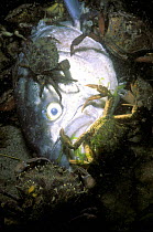 Common shore crabs {Carcinus maenas} + Jonah crabs {Cancer borealis} scavenge
