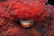 Close-up of eye of Giant pacific octopus {Octopus dofleini} Pacific, Canada