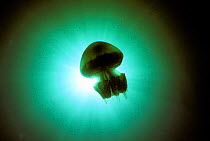 Barrel jellyfish {Rhizostoma octopus} indicates plankton migration, Irish Sea, UK