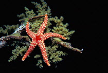Red mesh starfish {Fromia monilis} on Alcyonarian coral {Dendronephthya sp} Red Sea