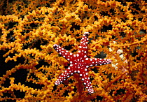 Hurghada Star {Fromia ghardaqana} feeding on Gorgonian coral, Red Sea.