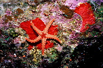 Red mesh starfish {Fromia monilis} on encrusting sponges, Red Sea, Egypt