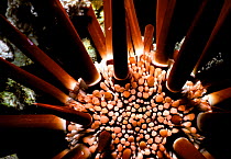 Spines of Slate pencil sea urchin {Heterocentrotus mammilatus} Red Sea.