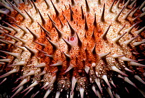 Close up of spines and skin of Crown of Thorns starfish {Acanthaster planci} Red Sea.
