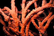 Branched arms of Red sponge {Latrunculia corticata} filter feeding at night, Red Sea, Egypt