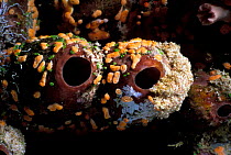 Encrusting sponges on {Haliclona sp} sponge, Red Sea, Egypt