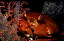 Convex Rock crab {Carpilius convexus} on Alcyonarian coral at night, Red Sea.