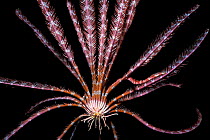Feather Star {Lamprometra klunzingeri} swims while filter feeding at night, Red Sea.