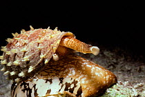 Geography cone shell {Conus geographus} with toxic proboscis extended, Red Sea.
