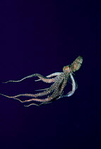 White spotted / Long armed octopus {Octopus macropus} swimming, Red Sea.