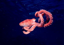 White spotted / Long armed octopus {Octopus macropus} parachutes down on prey, Red Sea