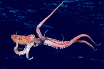 White spotted / Long armed octopus {Octopus macropus} parachutes down on prey, Red Sea