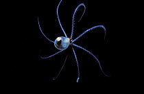 Pelagic Octopus, 25m deep in open ocean at night, Red Sea {Tremoctopus violaceus}