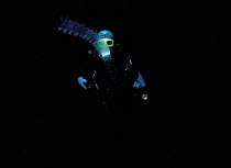 Diver inspects pelagic Salp chain {Pleurobrachia sp} at night at 30m. Model released.