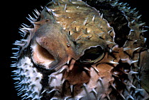 Black blotched porcupinefish {Diodon liturosus} inflated, Red Sea, Egypt.