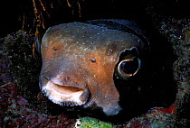 Black blotched porcupinefish {Diodon liturosus} deflated sleeping, Red Sea,