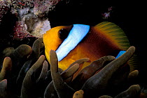 Two-bar anemonefish {Amphiprion bicinctus} rests in Giant sea anemone. Red Sea.