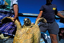 Fishermen hold Hawksbill turtle {Eretmochelys imbricata} caught in fishing net. Red Sea.