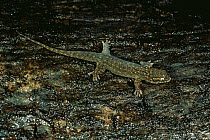 Fish scale lizard {Geckolepsis genus} Ankarana Special Reserve, Madagascar