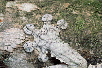 Close up of foot of Fringed leaf tailed gecko {Uroplatus fimbriatus} Madagascar La Madrak
