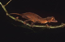 Leaf tailed gecko (Uroplatus  finiavana / ebenaui), Ankarana Reserve, Madagascar