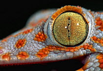 Close up of eye of Tokay gecko {Gekko gecko} captive occurrs Asia