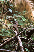 Caiman lizard {Dracaena guianensis} Ecuador, South America