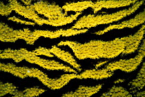 Stacked plates of Yellow stony coral (Tubinaria mesenterina), Red Sea, Egypt