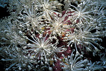 Branched stalks of Ostrich feather coral (Xenia sp) polyps opening at night, Red Sea, Egypt