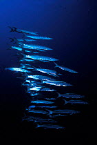 Blackfin barracuda (Sphyraena qenie) schooling in open ocean, Red Sea, Egypt